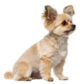 Small dog food package with fresh beef and vegetables